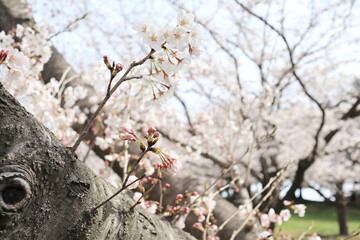 春を迎えた満開のソメイヨシノ