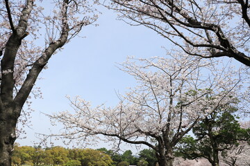 聳え立つ美しいソメイヨシノ