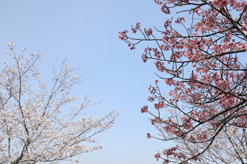 陽光桜とソメイヨシノの空