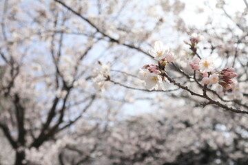 白く美しいソメイヨシノの花びら