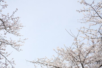 ソメイヨシノの花の枠