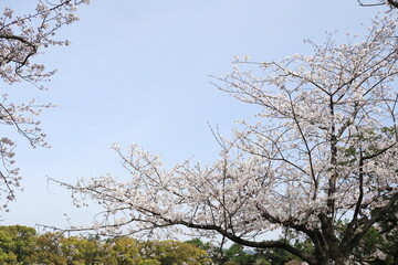 満開の花を咲かせたソメイヨシノ