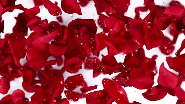 Super slow motion shot of flying red rose petals towards camera on white background at 1000 fps.