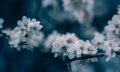 Closeup of spring blossom flower on dark bokeh background. Macro cherry blossom tree branch....
