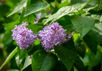 Lilac garden trees under the rain nature spring time with free space text
