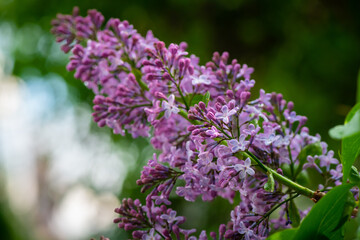 Lilac garden trees under the rain nature spring time with free space text