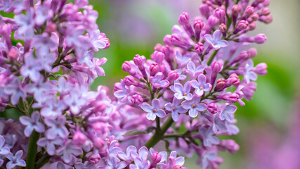 Lilac garden trees under the rain nature spring time with free space text