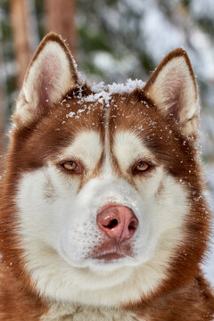 Siberian Husky dog portrait close up, Siberian Husky head front view with ginger and white coat color, sled dog breed. Husky dog for walk outdoor, blurred green forest background