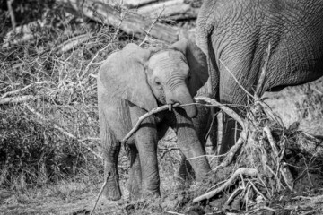 Baby Elephant calf playing with a branch.