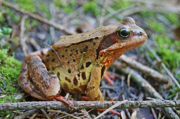 Forest frog with gray-green skin sits on wet leaves in the woods on an autumn day