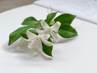 White flower on white background.