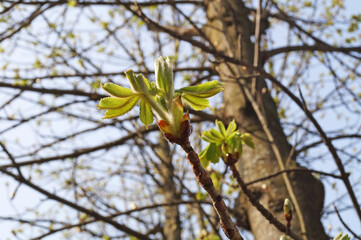 Chestnut branch with young transparent light green leaves in the park on a spring day