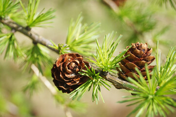 Larch tree with delicate green needles and open cones on a branch on a spring day