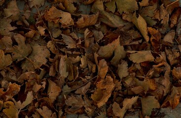 autumn leaves background