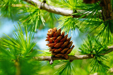 Larch tree with delicate green needles and open cones on a branch on a spring day