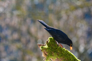 A blackbird sits on an old branch and eats