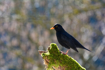 A blackbird sits on an old branch in the nature