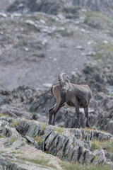 Vertical portrait of Alpine ibex male on stony ground (Capra ibex)