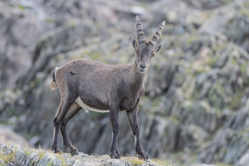 Alpine ibex male looking at camera (Capra ibex)