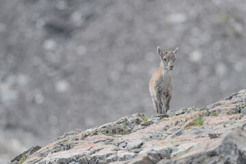 New life in the Alps mountains, young Alpine ibex on the rock (Capra ibex)