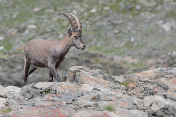 Naklejka na ściany i meble Wild Alps, the Alpine ibex in summer season (Capra ibex)