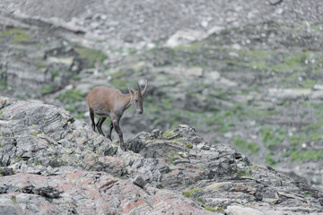 The queen of the peaks, Alpine ibex female in summer season (Capra ibex)