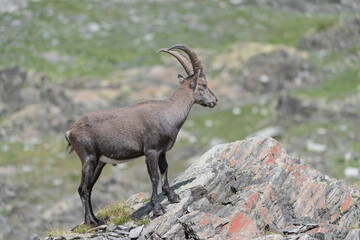 On mountain peak, the Alpine ibex in summer season (Capra ibex)