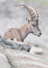 Beautiful portrait of Ibex male in summer season (Capra ibex)