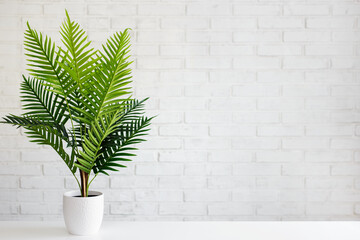 fern plant in white pot over white brick wall background