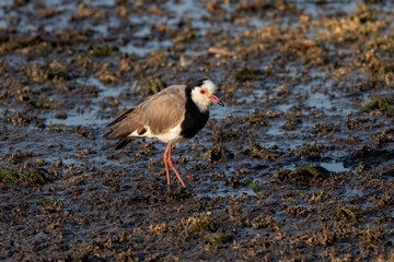 Long-toed lapwing on the shore of the boteti river in botswana
