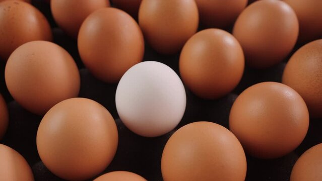 Exception from the rule concept. Camera quickly slides over many brown eggs to settle over a white shell egg. Stand out from the crowd, individuality and difference concept. Close up, shallow depth.