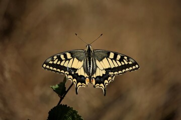 Machaon