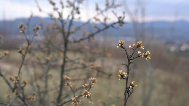 Blackthorn beginning of flowering (Prunus spinosa) - (4K)