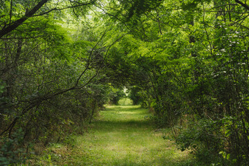 Tunnel of green trees. Fabulous road in the woods.  Green trees with green grass.  Forest.