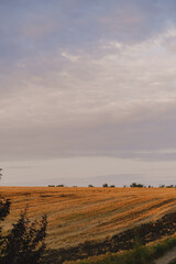 Obraz premium Yellow field and blue sky with clouds. Field after wheat harvest. Ukrainian deer. Ukraine.