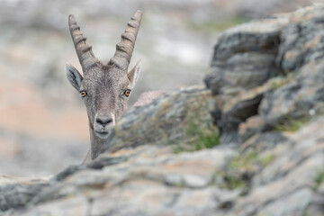 Face to face with Alpine ibex female in summer season (Capra ibex)