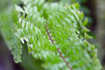Perfect natural fern pattern, close-up leaf fern background in blur. Beautiful background top view