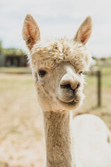 Obraz premium alpaca on natural background, llama on a farm, domesticated wild animal cute and funny with curly hair used for wool