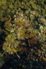 Vegetation underwater at the bottom of a pond with a rocky bottom.