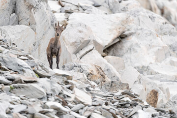 Ibex female looking at camera in the highlands (Capra ibex)