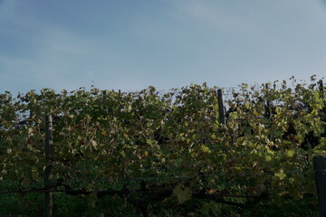 hedge with sky