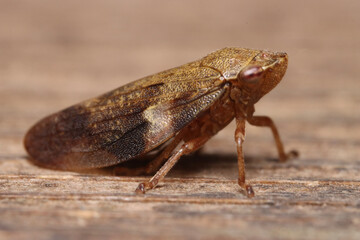 macro of a cicade