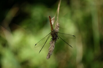 Libéllule