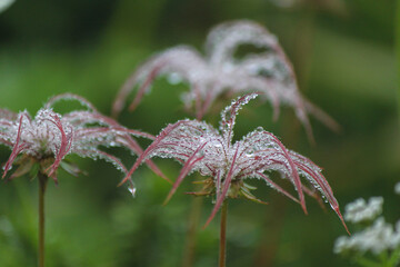 高原の朝露と高山植物チングルマ