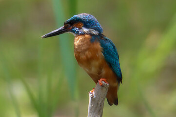 Kingfisher