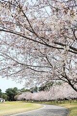 満開に咲くソメイヨシノの道