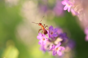 Formica, Lavandula angustifolia, ant crawling on a lavender flower, close-up,