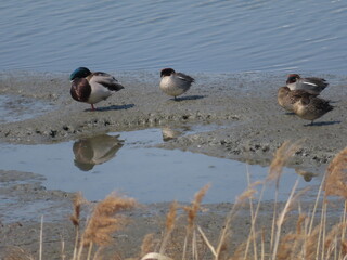 Naklejka premium ducks in the water