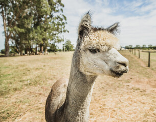 Obraz premium alpaca on natural background, llama on a farm, domesticated wild animal cute and funny with curly hair used for wool. High quality photo