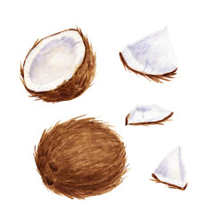 Illustration with coconuts in watercolor
